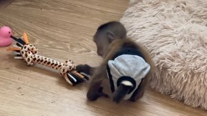 Мы закрыли Анфису, чтобы Финик стал двигаться, спасая ее из «заточения»!