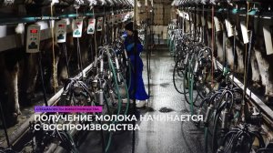 Получение молока начинается с воспроизводства