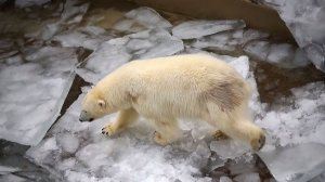 Медвежата Белка и Стрелка придумали новый способ передвижения, а в бассейне у них вместо воды лед.