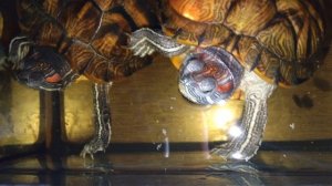 Красноухие черепахи 🐢 день 02-12-2025. умная колонка Маруся рассказывает анекдоты!