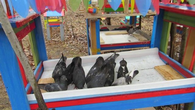 ГОЛУБИ  ПАРК НА НЕФТЯНИКЕ ХАБАРОВСК 20 апреля 2025 г