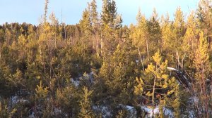 НА ОХОТЕ В ПОИСКАХ ЛОСЯ #3 / Охота с лайками.