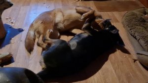 Утренние передряги, новый телефон и шустрые собаки