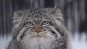 Такие разные манулы, но все красавцы 27.11.2025