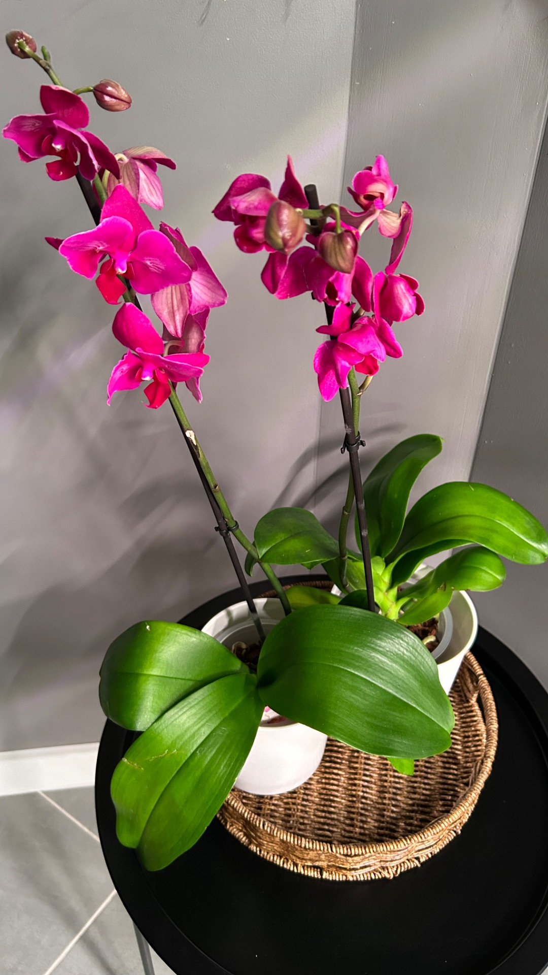 Мои новиночки, купленные в продуктовом магазине 🔥🔥🔥😉 #орхидеи