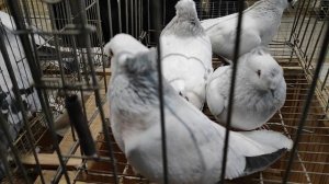 30.11.2025г Выставка Голубей г Воронеж ч.1