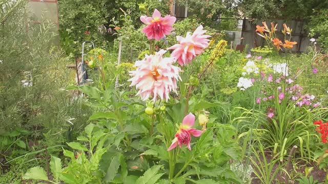 Дача. Июль 2025 г.