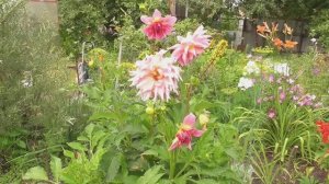 Дача. Июль 2025 г.