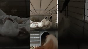 Морская свинка🤍 33