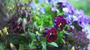 СКАЗОЧНЫЙ ЧАСТНЫЙ САД 🌸 10 СОВЕТОВ ПО СОЗДАНИЮ САДА