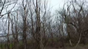 Бигли на охоте