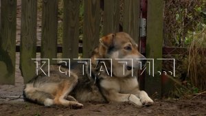 6 человек стали жертвами сторожевого пса, который сорвался с цепи