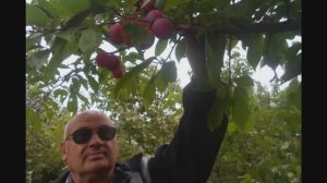 В  Железов ``Новое садоводство для дачников и школьных учителей будущей России`` №29