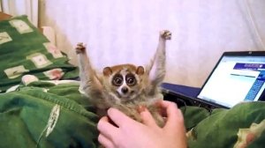 Разве кто-то может быть милее?