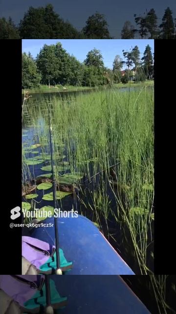 Ленобласть.17.07.2024. Часть 75. Утята_ И в мыслях нет, что можем пропустить завтрак, обед или ужин