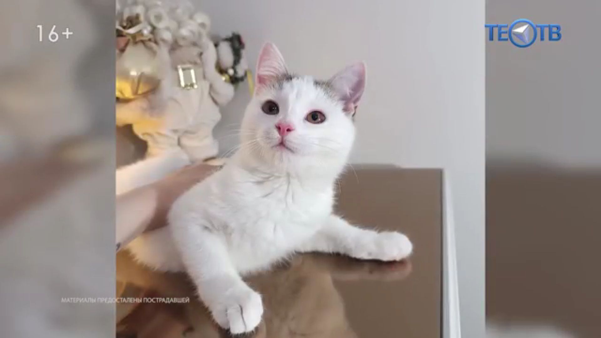 «Чёрный» бизнес на домашних животных смотреть онлайн