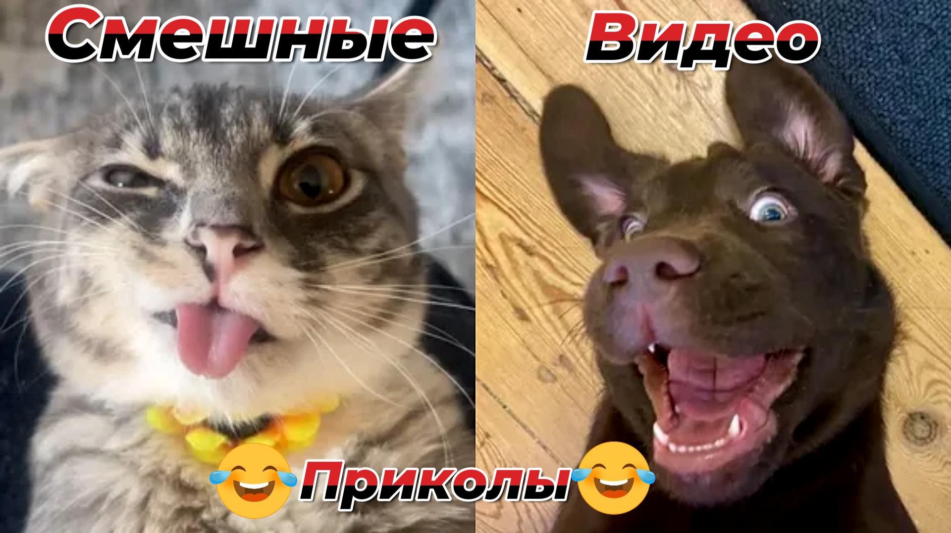 Смешные видео приколы|Коты и собаки|Юмор и Приколы.