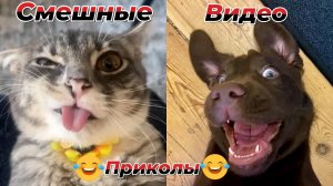 Смешные видео приколы|Коты и собаки|Юмор и Приколы.
