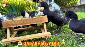 Забавные утки мускусные и пекинские на свободном выгуле со своими друзьями ч.(302) ❣️🤗😂