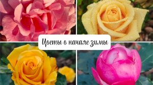 Цветущий ноябрь-декабрь в Южном саду, розы, собачки)