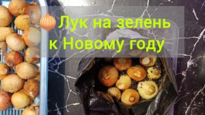 🧅 Хотите лук к Новому году?