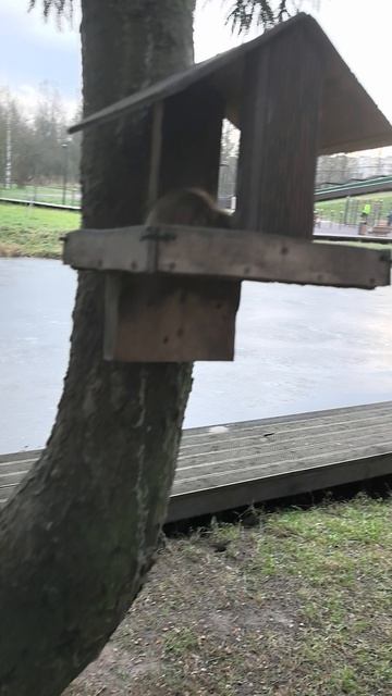 Птица-крысы