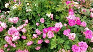 ВДНХ лето 2025