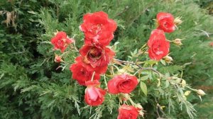 02=12=2025  кмр  НИК   (51)