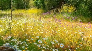 Расслабляющая медитация в окружении природы 🌼 8 часов ДОБРОГО УТРА, ВЕСЕННЯЯ ПРИРОДОТЕРАПИЯ🌷 Целеб