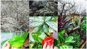 Температурные качели выбивают из колеи. Домашние цветы не чувствуют приближение зимы.