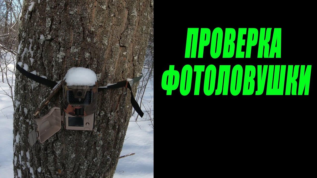 Проверка фотоловушки на солонце 16.12.2023 г. / Фотоловушка в лесу /Косули, лиса, собака.