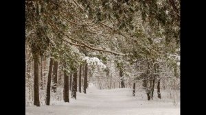 Видео. Красивая музыка для Души. Зимний  - лес.