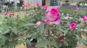 ПОРАЗИТЕЛЬНЫЙ  САДОВЫЙ ЦЕНТР-МАГАЗИН  OTTEN  В ГЕРМАНИИ