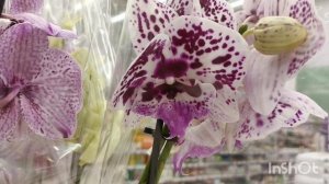 Обзор орхидей в Ашане,Краснодар/02.12.25/