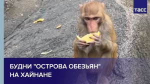 Будни "Острова обезьян" на Хайнане