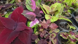 Колеусы, которые я еще не показывала.