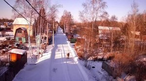 Тигр на дачах