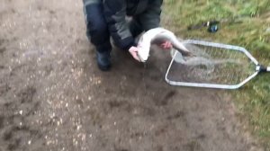 поимка крупной форели