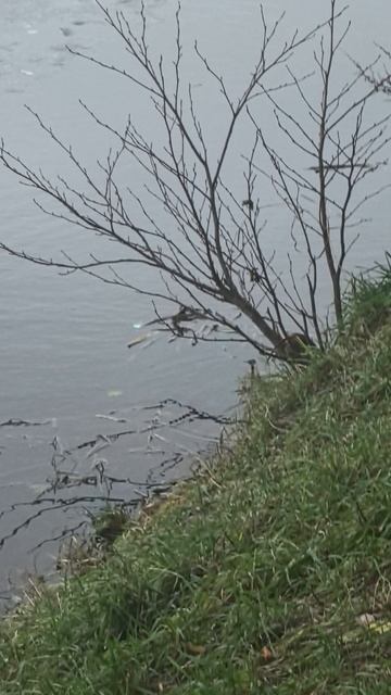  выживаемость 