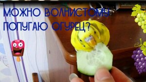 Можно волнистому попугаю огурец? Как давать попугаю огурец? Овощи для попугая
