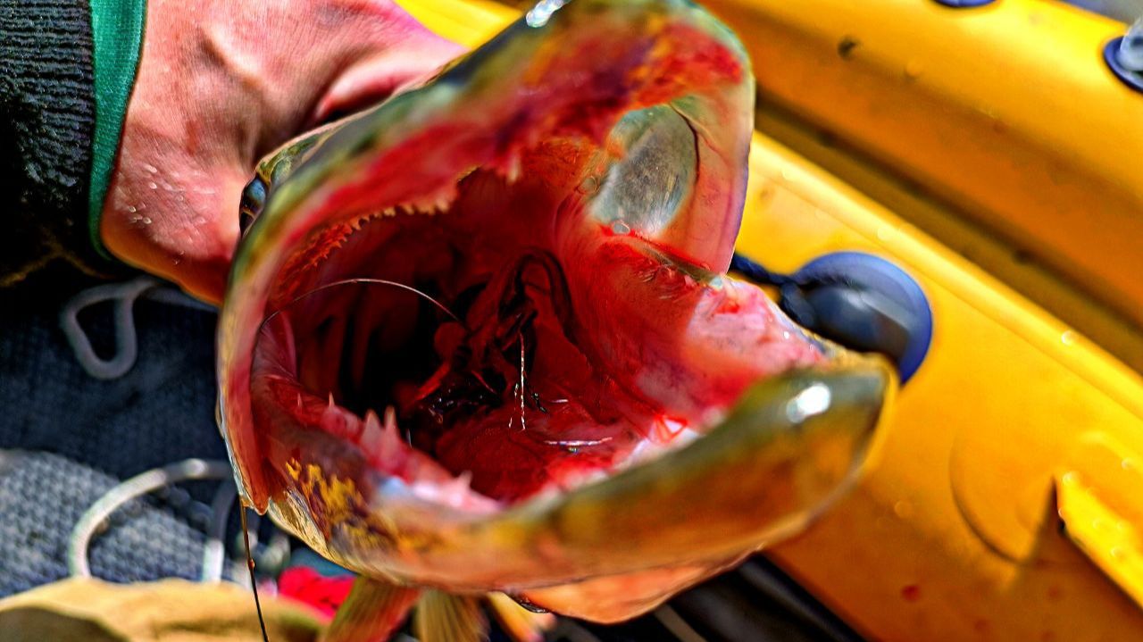 Дикие щуки атакуют приманку одна за другой! Ловля щуки на джиг в паводок. смотреть онлайн