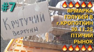 🔥🔥🔥 г.Кропоткин. Птичий  рынок 30.11.25. Ярмарка голубей. Часть 7. Pigeons Fair. Bird Market.
