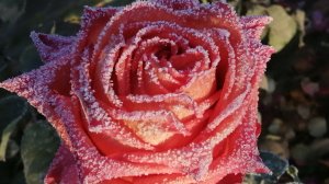 Осенние чудеса. Иней на цветах.  28 ноября 2025 г.