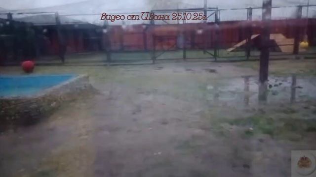 Когда молчать нельзя общественное обращение по судьбе льва Шерхана