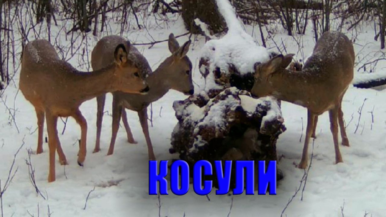 Косули на солонце зимой / Фотоловушка в лессу