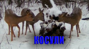 Косули на солонце зимой / Фотоловушка в лессу