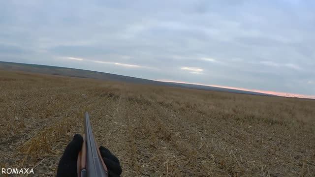 ОХОТА НА ЗАЙЦА НА КУКУРУЗНОМ ПОЛЕ. ОХОТА ОНА ТАКАЯ.