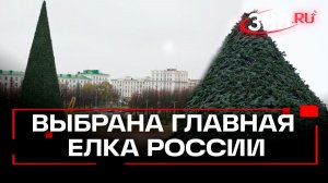 Главную елку страны привезут в Кремль 10 декабря