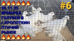 🔥🔥🔥 30.11.25 Ярмарка голубей в г.Кропоткин. Птичий рынок. Часть 6. Pigeons Fair.  Bird Market.