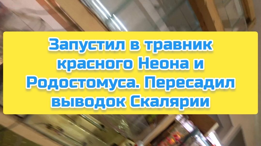 Запустил в травник красного Неона и Родостомуса. Пересадил выводок Скалярии смотреть онлайн